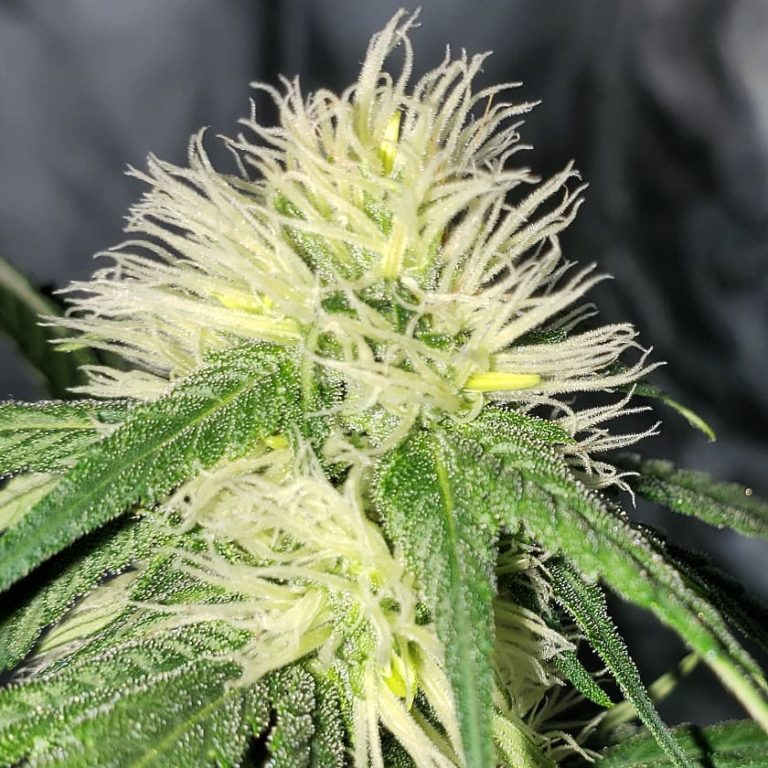 What Causes Bananas ("Nanners") on Cannabis Buds? Grow Weed Easy