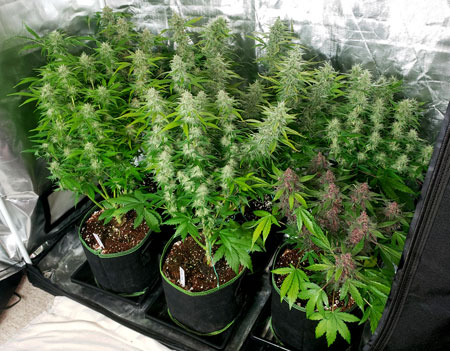 How long does it take to grow hydroponic weed indoors