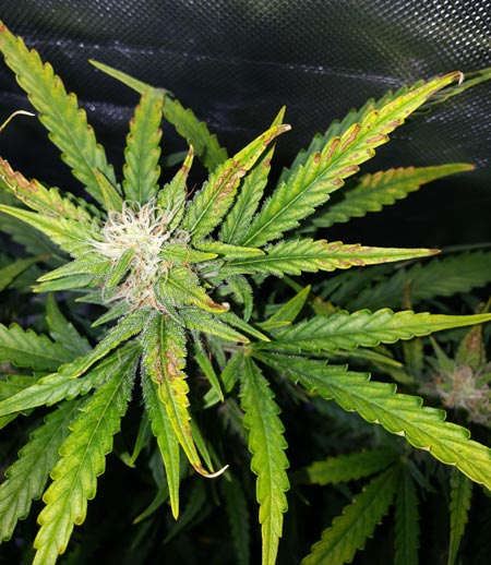 Marijuana growing problems
