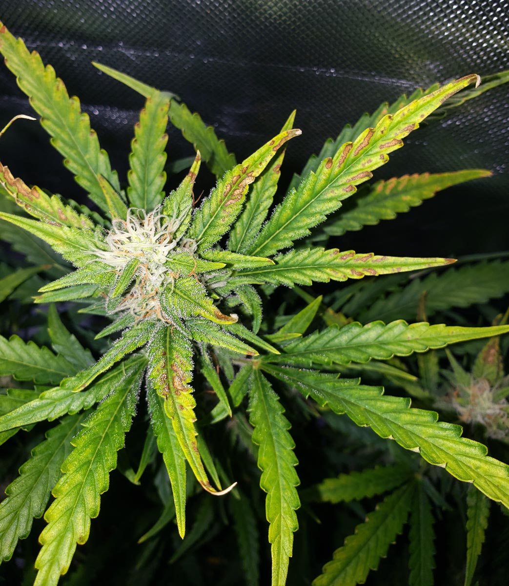 Growing pot? Here are some common mistakes to avoid