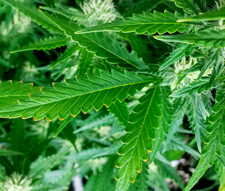 Over-Watering Cannabis Plants