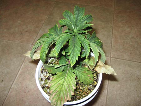 Overwatering symptoms can get out of control if you don't do something about it. When you see green algae growing on top of the soil, that's another sign you are overwatering your cannabis seedling (algae appears when the topsoil stays wet for too long).