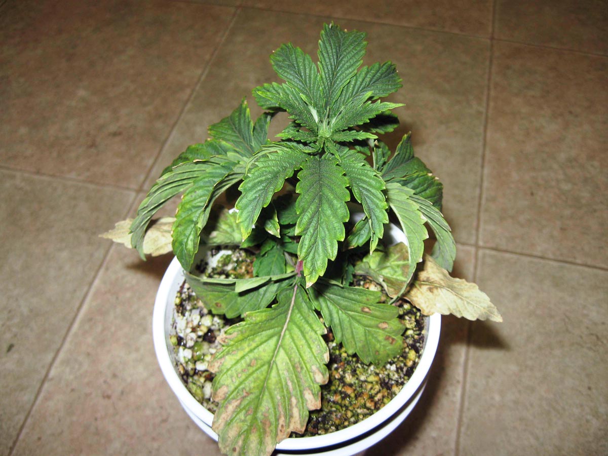 https://www.growweedeasy.com/wp-content/uploads/2020/06/cannabis-over-watering-root-problems-drooping.jpg