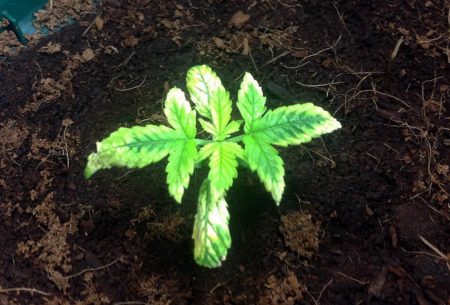 This tutorial will teach you how to spot and treat overwatered marijuana seedlings.