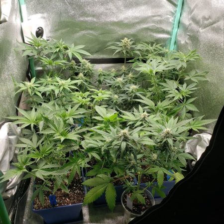 Soil cannabis plants (autoflowering) grown with Flora trio