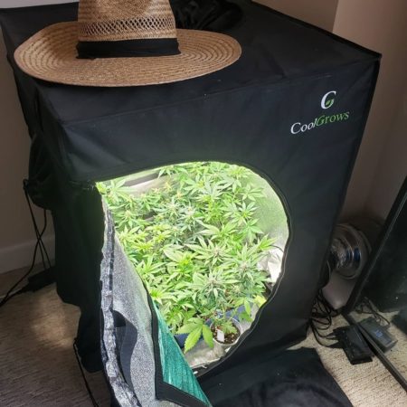 What is a cannabis "Grow Cube"? It's just a cool way to refer to a small, versatile grow tent well-suited to growing weed.