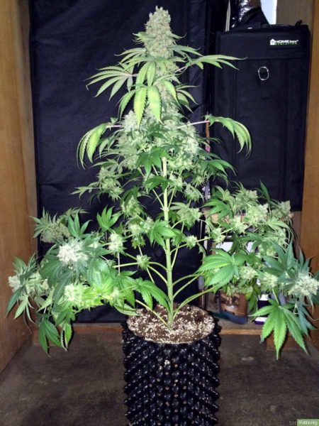 Cannabis plants naturally tend to grow one main bud.