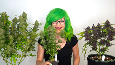 Nebula Haze je zkušený pěstitel konopí a spoluzakladatel GrowWeedEasy.com, webového online zdroje číslo 1 pro pěstování marihuany doma.  Více než deset let se věnuje porozumění rostlině konopí a předávání jednoduchých technik pěstování dalším domácím pěstitelům.