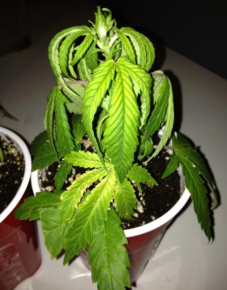 This overwatered cannabis seedling is starting to show signs of nutrient deficiencies. This is because water and nutrients aren't able to move properly from the roots to the leaves.