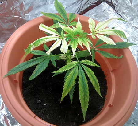 This apparent cannabis potassium deficiency looks like a pH problem, but it's actually been caused by overwatering