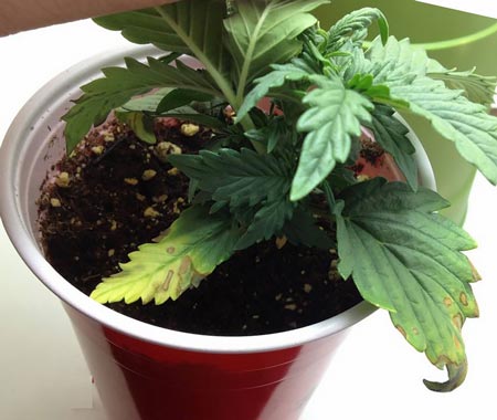 Another example of an overewatered cannabis seedling with what appears to be a nutrient deficiency