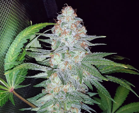 Marijuana grow room pics