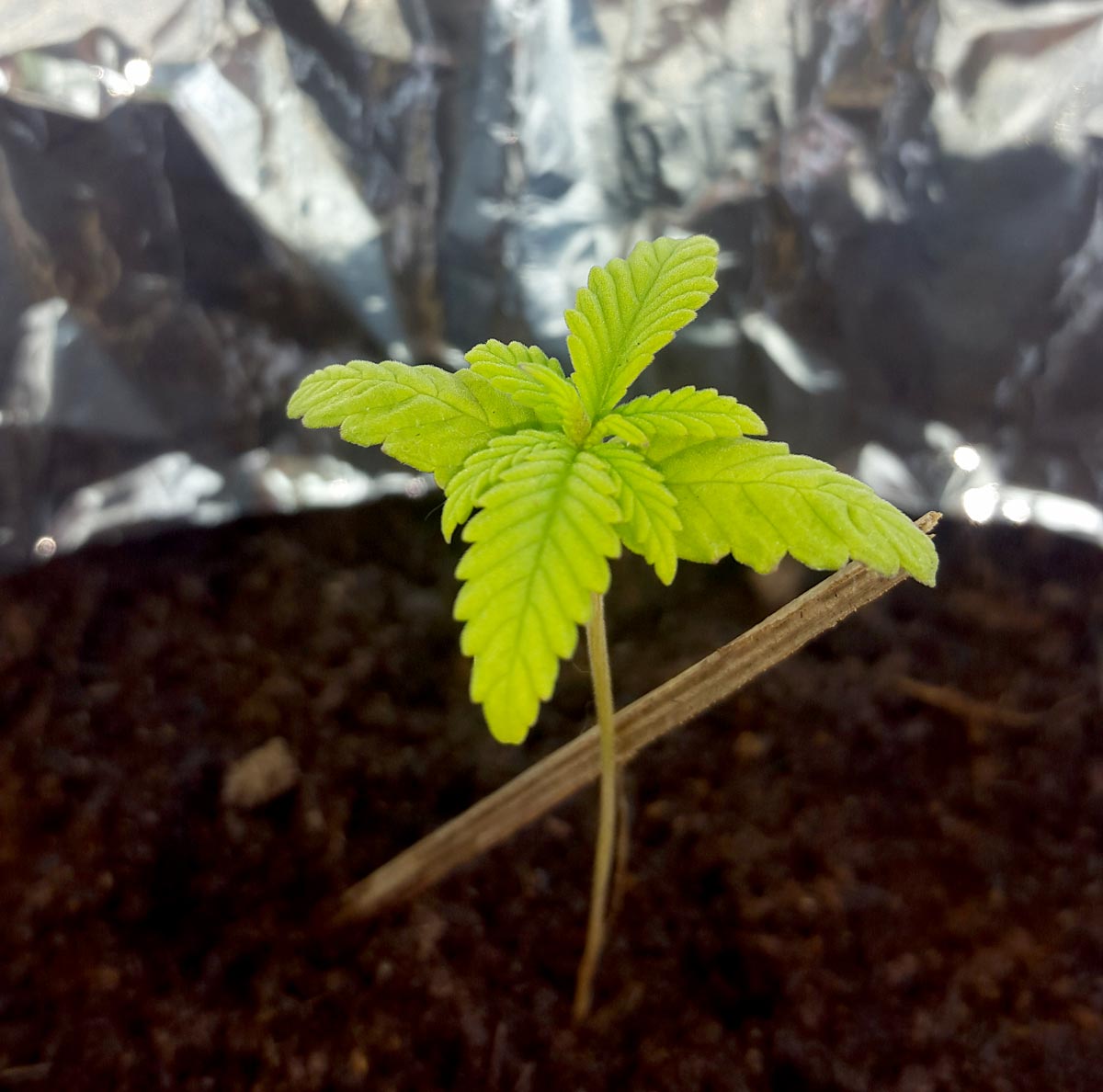 5 Surprising Signs of Overwatering Grow Weed Easy