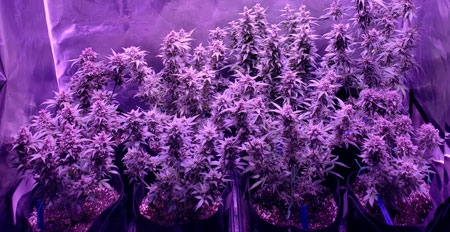 What size led grow light for weed