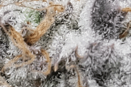 Cannabis trichome closeup gif - Learn how to look at cannabis trichomes up close and personal