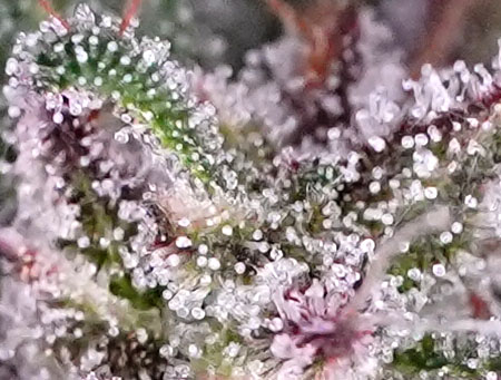 Highest Levels of THC (strong psychoactive effects) - Milky trichome heads look like white plastic. Use the color to determine the best time to harvest your marijuana plants.