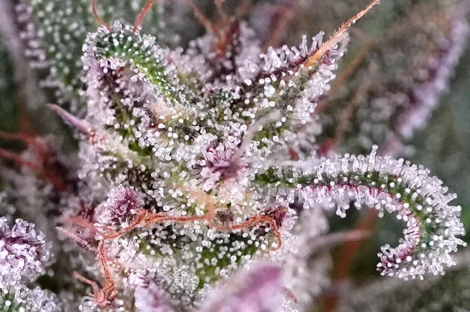 SmartPhone Trichome Scope - Easiest way to check on Trichome