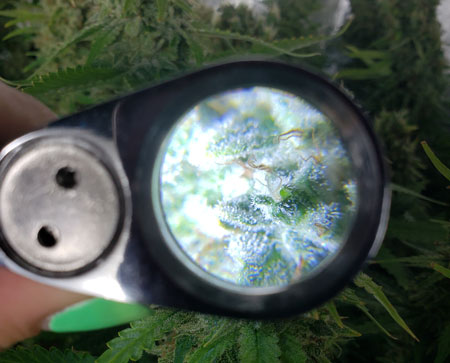 Example of looking at a bud through a Wesley's 40X Jewelers Loupe. (Note: our tests showed it actually magnifies about 10x)