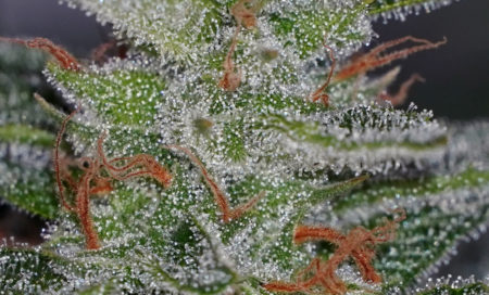 This picture shows a cannabis bud with a mix of milky and clear trichomes. It can be harvested, but it's still a little early.