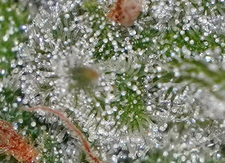 Mix of milky and clear trichomes under a USB microscope - this bud is in the harvest window but it would benefit from a little bit more time to mature on the marijuana plant