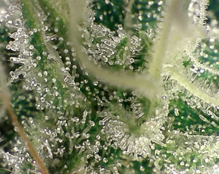 Cannabis Buds are not ready to harvest (low potency) - Clear trichome heads look like glass.