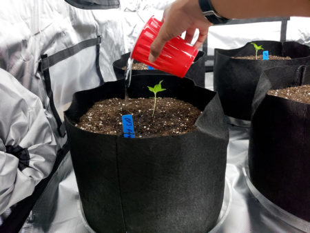 Learn how to water your marijuana seedlings in soil