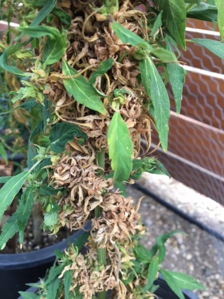 All the buds on this cannabis plant died after it re-vegged.