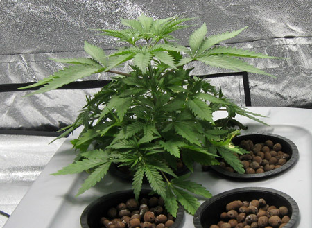 You go to sleep with a fast-growing perky cannabis plant in hydro, thinking things are good...