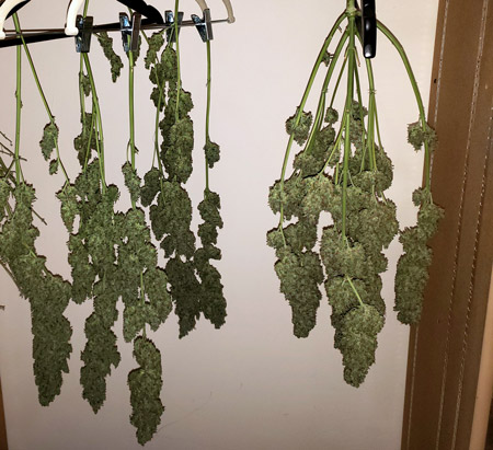 This picture shows how these cannabis buds were too fat and close to each other during drying. The right plant grew mold on some buds that were touching each other. With buds this big, it's a good idea to cut off the branches and hang them separately with at least a few inches of air space between them to prevent wet spots.