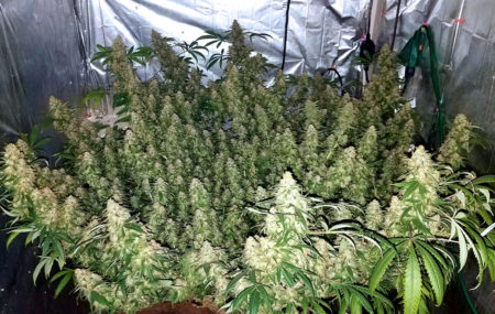 A room full of big fat buds!