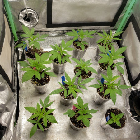 Growing cannabis soil nutrients