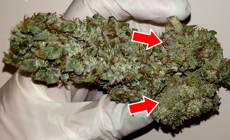 Gray mold was discovered on some buds after they were taken down to be jarred. Toss buds that look gray or fuzzy!