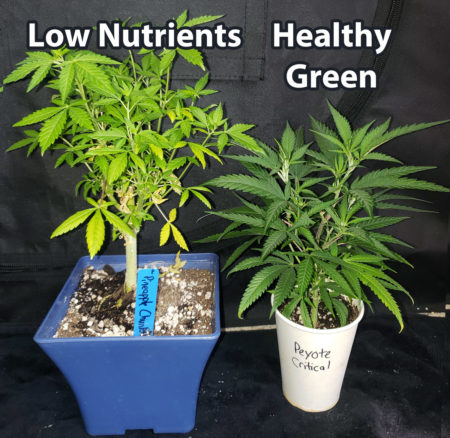 Growing cannabis soil nutrients