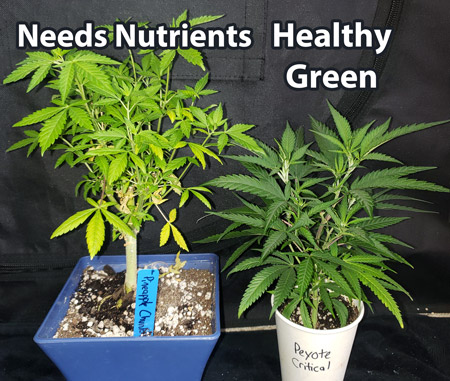 A comparison of two cannabis plants. One is a healthy green and is receiving the right amount of nutrients. The other is pale green, almost yellow, and desperately needs higher levels of nutrients.