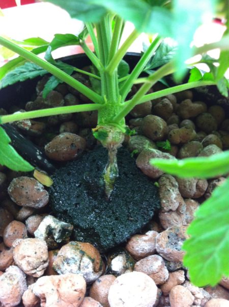 The water level in this hydroponic reservoir was so high the base of the plant stayed constantly wet (notice the dark wet Rapid Rooter). The stem rotted until the plant completely fell over.