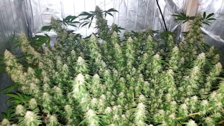 A ton of big ol cannabis buds on a flat, well trained marijuana indoor canopy