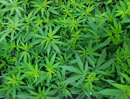 In the cannabis vegetative stage, plants only grow leaves and stems