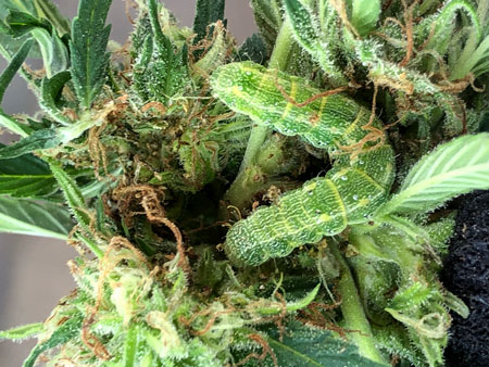 Caterpillar on a cannabis bud. Noooooooooooo!