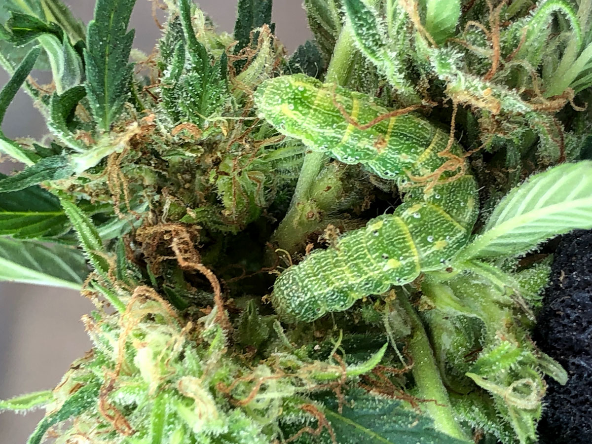 https://www.growweedeasy.com/wp-content/uploads/2020/09/caterpillar-lives-inside-bud-cannabis.jpg