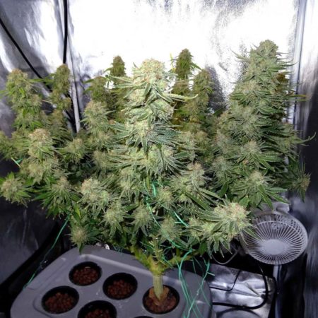A breeze in the grow room will strengthen the stalks and stems of cannabis plants