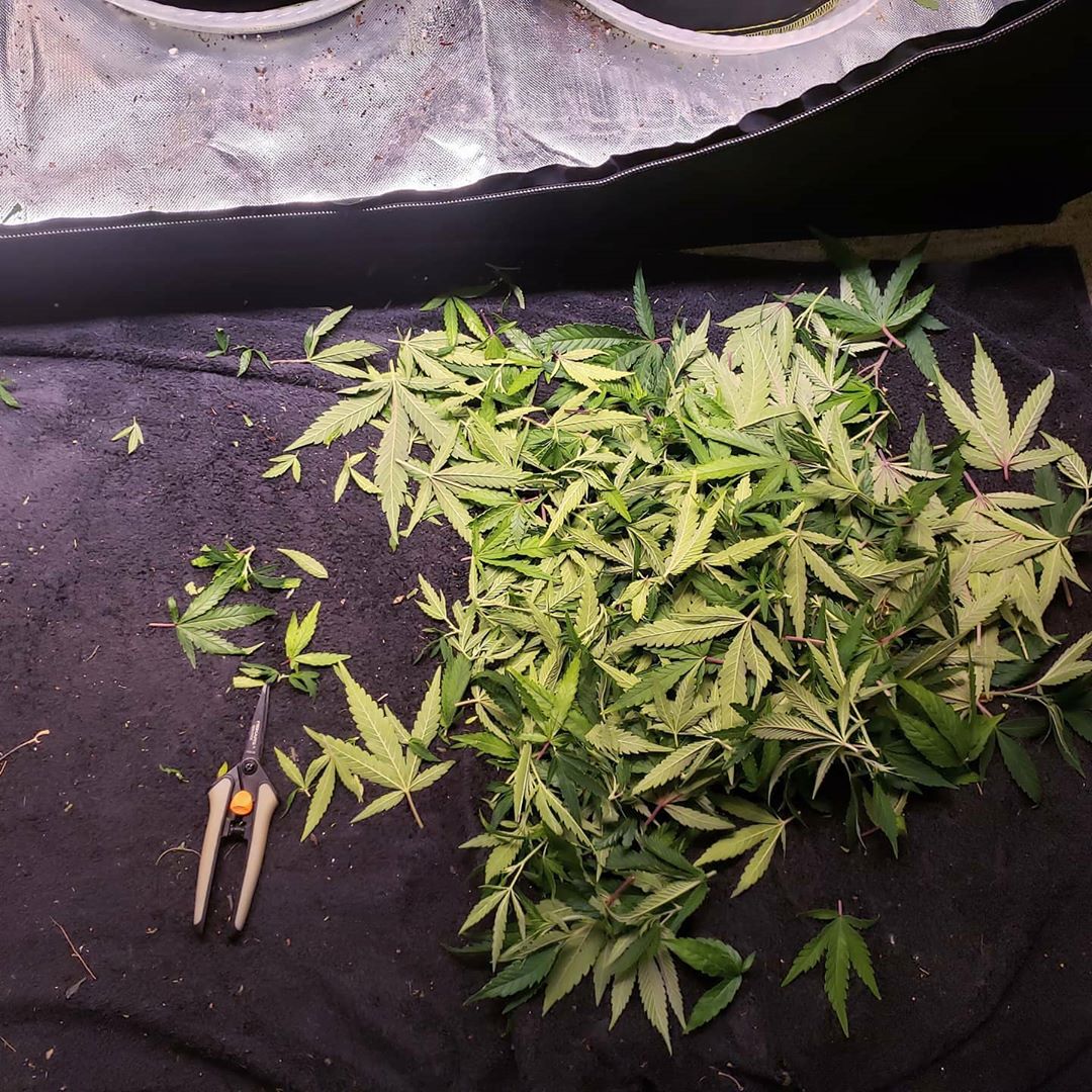 Cannabis defoliation means removing leaves