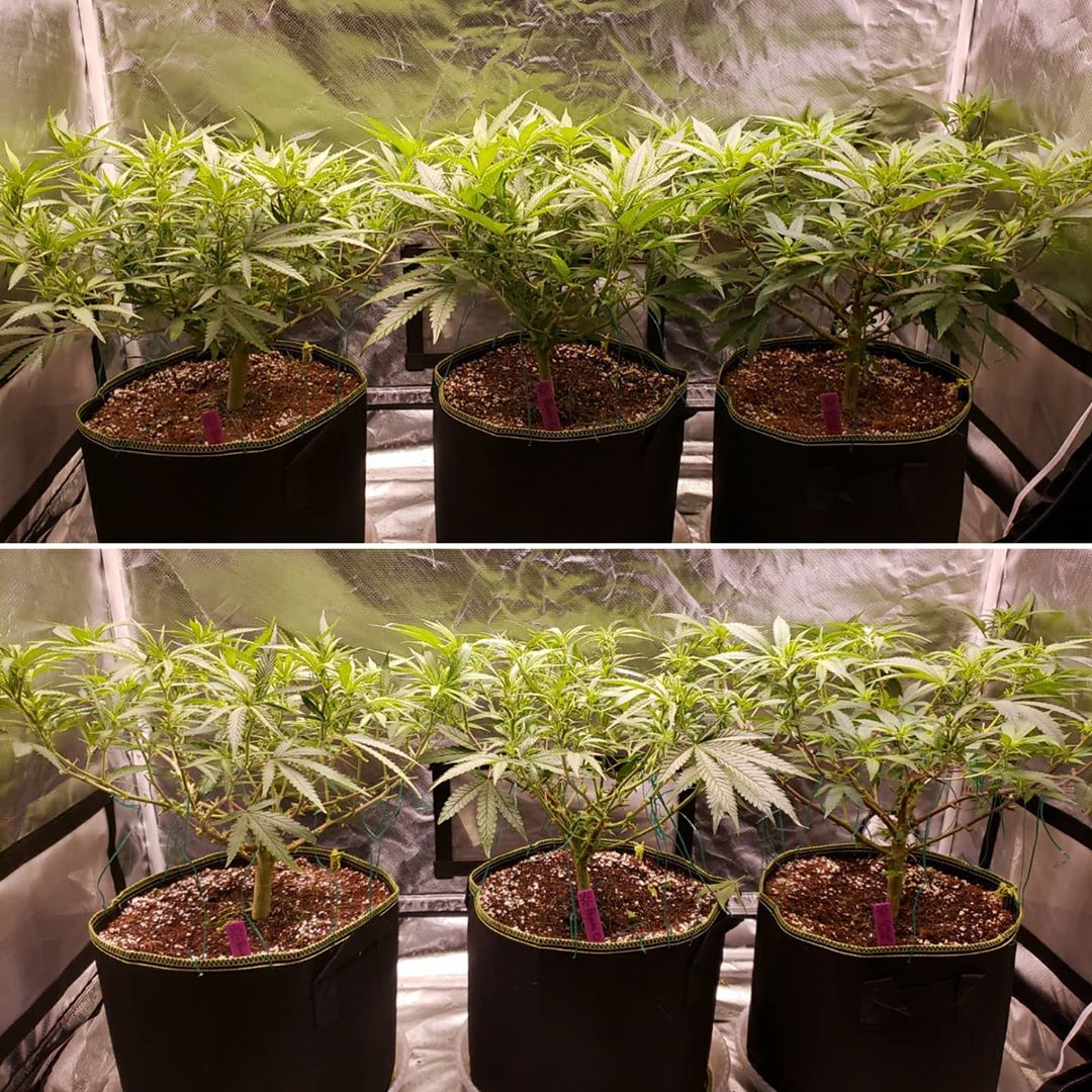 Image - Example of cannabis defoliation (Side view) - Before vs After