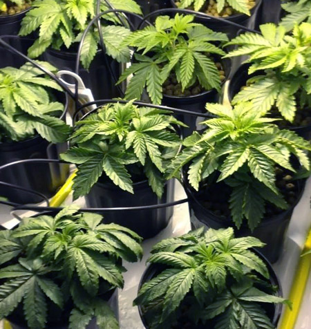 Coco Coir: The Most Flexible Cannabis Grow Medium | Grow Weed Easy