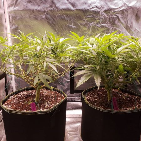 Before and after lollipopping cannabis plants. Left plant was lollipopped, and right plant has not been lolliopped yet. 