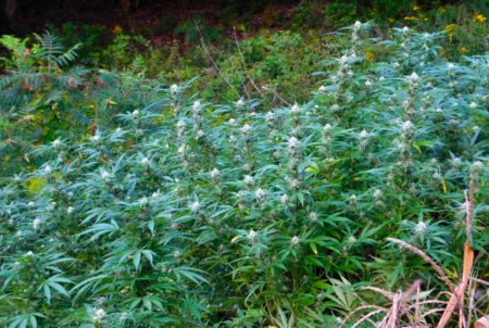 Still a lot of white hairs. Getting close but still a few weeks until harvest.