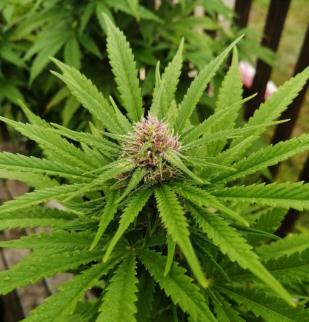 Outdoor pink cannabis buds not ready to harvest yet - too many white hairs still