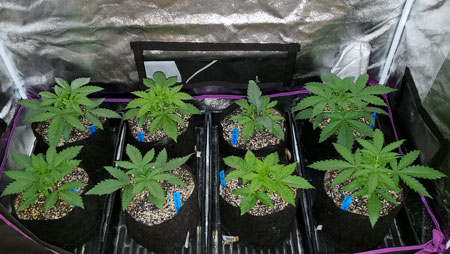 Biggest yields - Grow eight autoflowering cannabis plants to get the best yields in a 2'x4'.