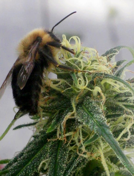 Cut bee on a cannabis hemp flower