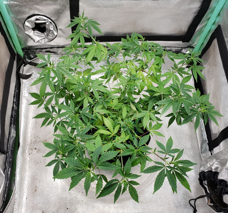 A few days later the plant has filled in nicely. Repeat the steps until you’ve filled your entire grow space.