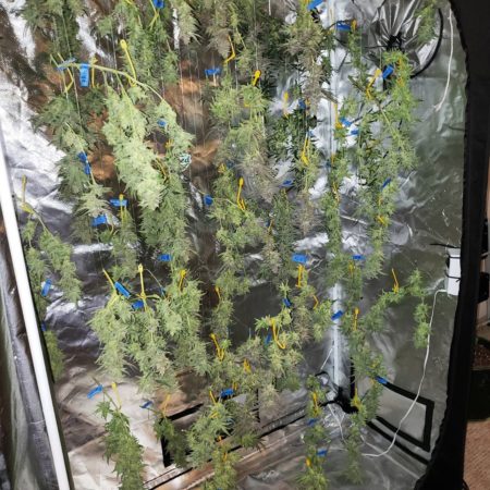 Cannabis buds drying